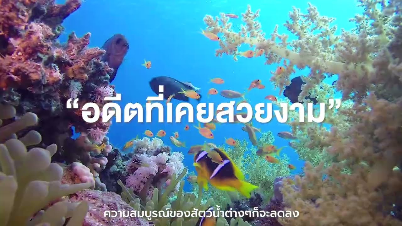 โครงการรักษ์ทะเล WITH ME “มิสทินร่วมใจรักษ์ฟื้นฟูแนวปะการังแหล่งท่องเที่ยวของไทย”